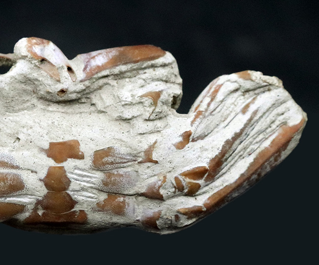 はさみ、足、甲羅など特徴的な部位が残存、左右５７ミリ、大きな国産のカニ化石（その8）