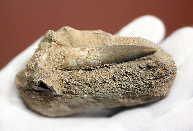 上質！首長竜プレシオサウルスの歯化石。母岩付。（その4）