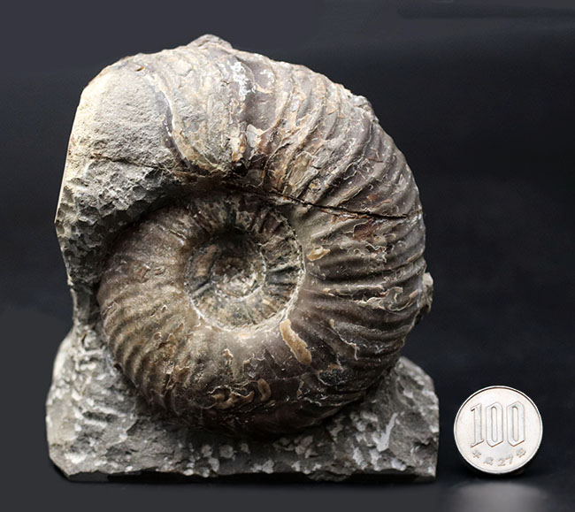 北海道産！肋（ろく）が明瞭に保存された白亜紀チューロニアンのアンモナイト、メゾプゾシアの化石（その10）