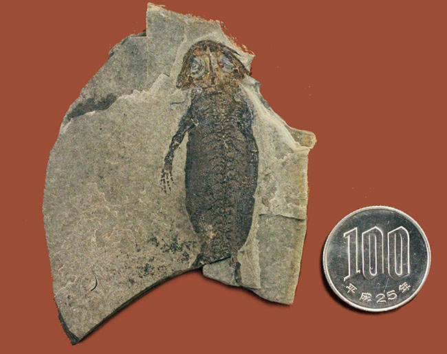 サンショウウオの祖先、ドイツ産、古生代ペルム紀の淡水に棲息していた両生類アパテオン（Apateon sp.）の化石。最高峰の標本の一つ。（その9）