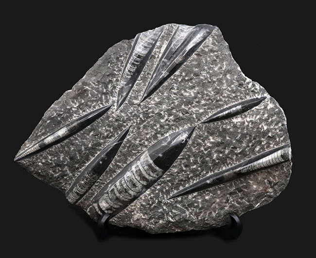 壮観！３５センチオーバー！直角貝こと、頭足類オルソセラス（Orthoceras）の群集化石（その1）