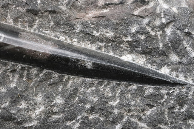 壮観！３５センチオーバー！直角貝こと、頭足類オルソセラス（Orthoceras）の群集化石（その10）