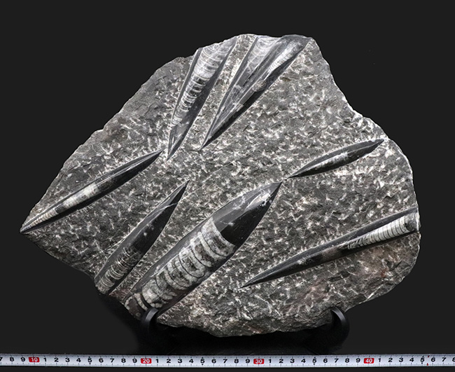 壮観！３５センチオーバー！直角貝こと、頭足類オルソセラス（Orthoceras）の群集化石（その13）
