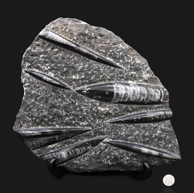 壮観！３５センチオーバー！直角貝こと、頭足類オルソセラス（Orthoceras）の群集化石（その14）