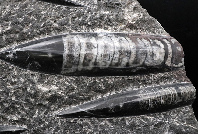 壮観！３５センチオーバー！直角貝こと、頭足類オルソセラス（Orthoceras）の群集化石（その2）