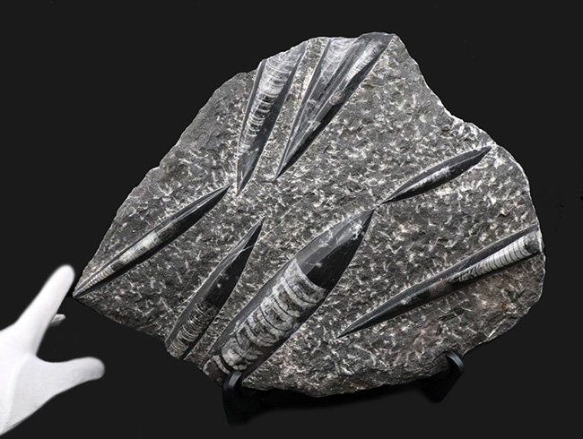 壮観！３５センチオーバー！直角貝こと、頭足類オルソセラス（Orthoceras）の群集化石（その7）