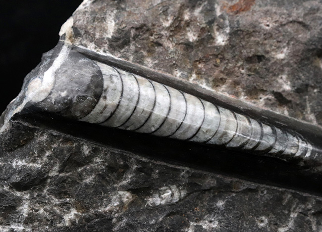 壮観！３５センチオーバー！直角貝こと、頭足類オルソセラス（Orthoceras）の群集化石（その9）