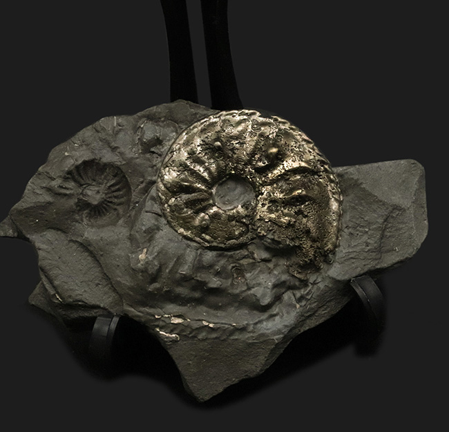 棘あり！ドイツ・ブンデンバッハ産の黄鉄鉱アンモナイト、プレウロセラスの母岩付き化石（その3）