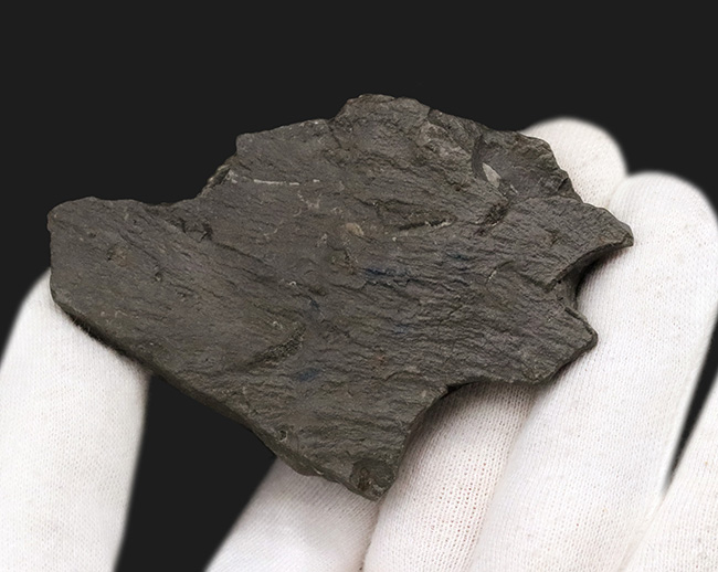 棘あり！ドイツ・ブンデンバッハ産の黄鉄鉱アンモナイト、プレウロセラスの母岩付き化石（その5）