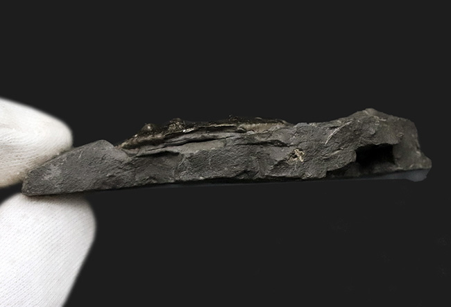 棘あり！ドイツ・ブンデンバッハ産の黄鉄鉱アンモナイト、プレウロセラスの母岩付き化石（その6）