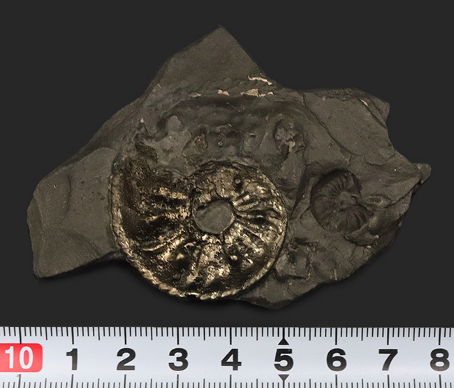 棘あり！ドイツ・ブンデンバッハ産の黄鉄鉱アンモナイト、プレウロセラスの母岩付き化石（その7）