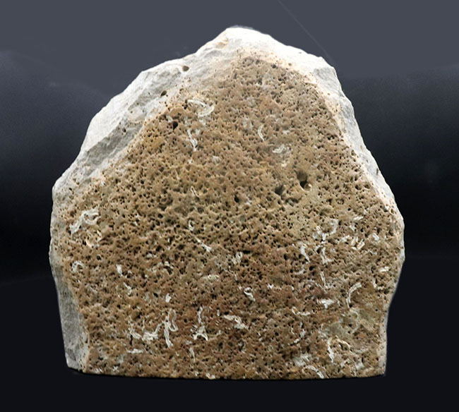 今や希少なコレクティブアイテム！イングランド産のアンモナイト、アステロセラス（Asterocers）＆プロミクロセラス（Promicroceras）の母岩付き化石（その10）