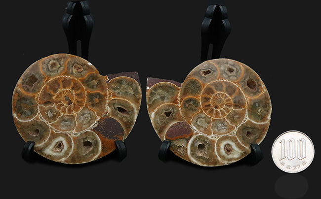 美品！珍しいジュラ紀のアンモナイト（Ammonite）のハーフカット＆ポリッシュ標本（その10）