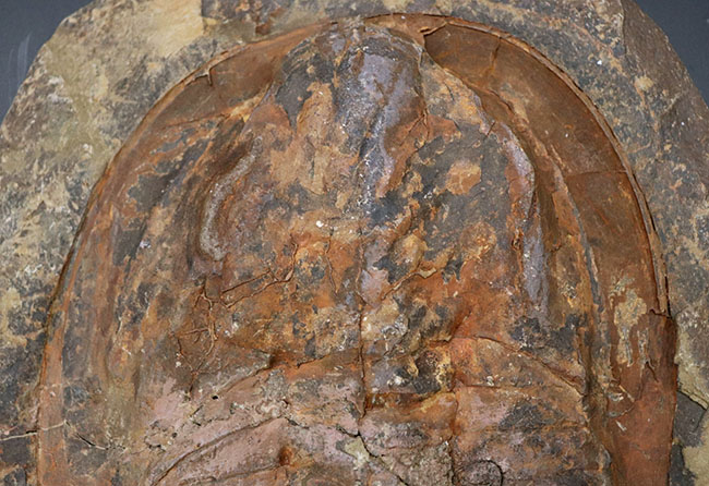 最初期の三葉虫の一つ、極めて大型！古生代カンブリア紀の三葉虫、アンダルシアナ（Andalsiana）（その2）