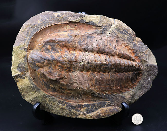 最初期の三葉虫の一つ、極めて大型！古生代カンブリア紀の三葉虫、アンダルシアナ（Andalsiana）（その7）