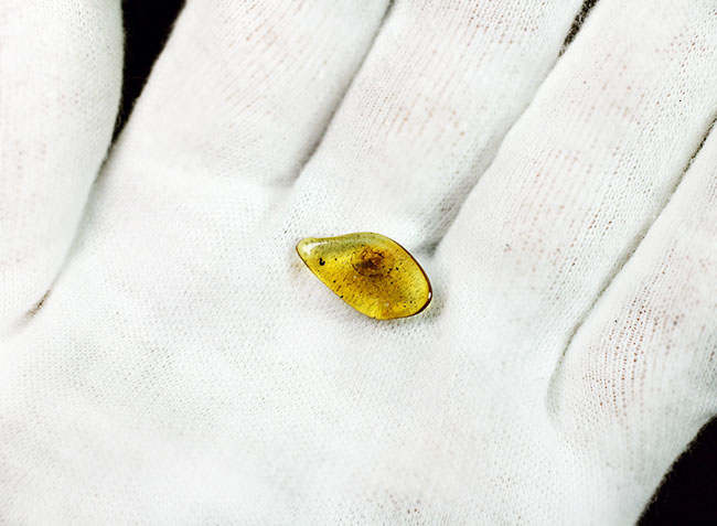 バルト海産琥珀のなかでも希少なチャタテムシが内包された虫入り琥珀（Amber）（その4）