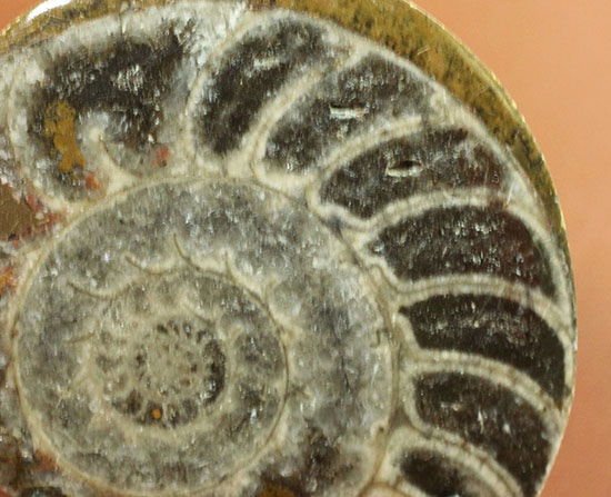 ファーストコレクションにいかがですか？古型の頭足類ゴニアタイト(Goniatite)のスライス標本（その5）
