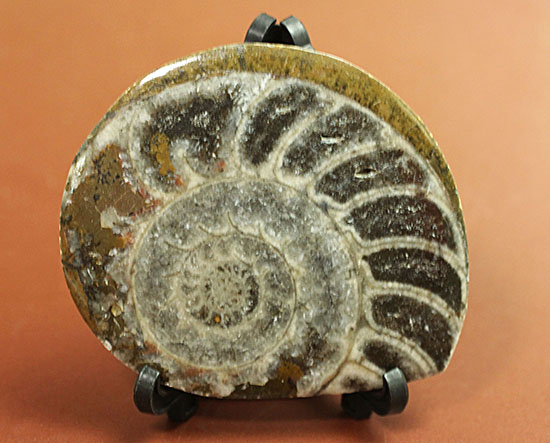 ファーストコレクションにいかがですか？古型の頭足類ゴニアタイト(Goniatite)のスライス標本（その6）