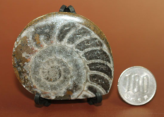 ファーストコレクションにいかがですか？古型の頭足類ゴニアタイト(Goniatite)のスライス標本（その7）