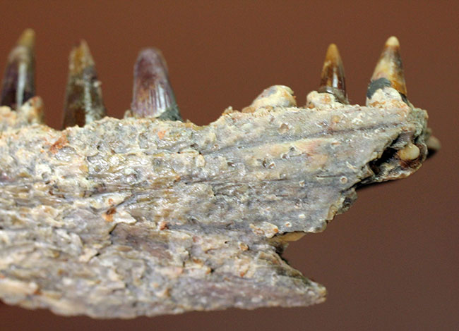 エクストリームレア！古生代ペルム紀（約２億８０００万年前）に生息していた巨大な両生類、エリオプス（Eryops sp.）の顎化石（その9）