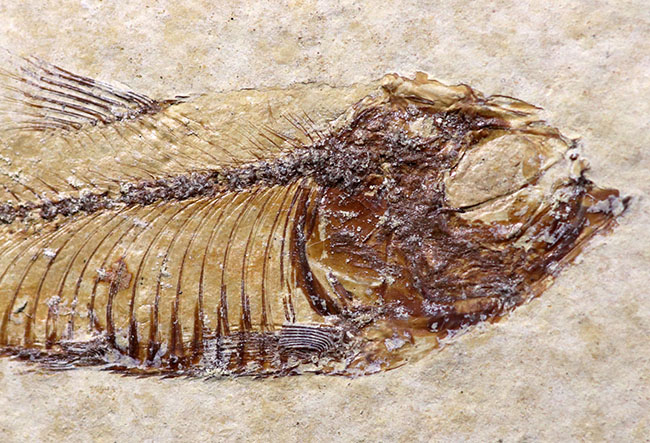 大判標本！米国ワイオミング州産、５体のゴシウテクティス（Gosiutichthys）が見られる上質マルチプレート化石（その5）