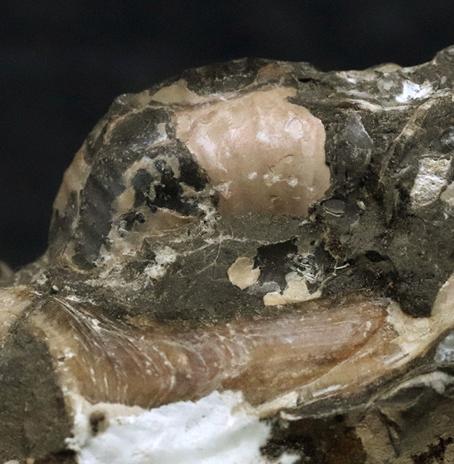 北海道天塩中川産、北海道の異常巻きアンモナイト、ユーボストリコセラス（Eubostrychoceras）の部分標本。あのニッポニテスとの関係が示唆（その6）