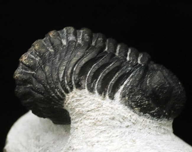 キュートな見た目に一目惚れ！モロッコを代表する三葉虫の一つ、ファコプス（Phacops）の良質化石（その3）