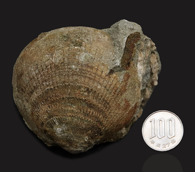 国産化石マニアックシリーズ！両面保存、状態良し、サイズあり！原型を十分に留めた古代の二枚貝、グリキメリス（Glycymeris）の上質化石（その8）