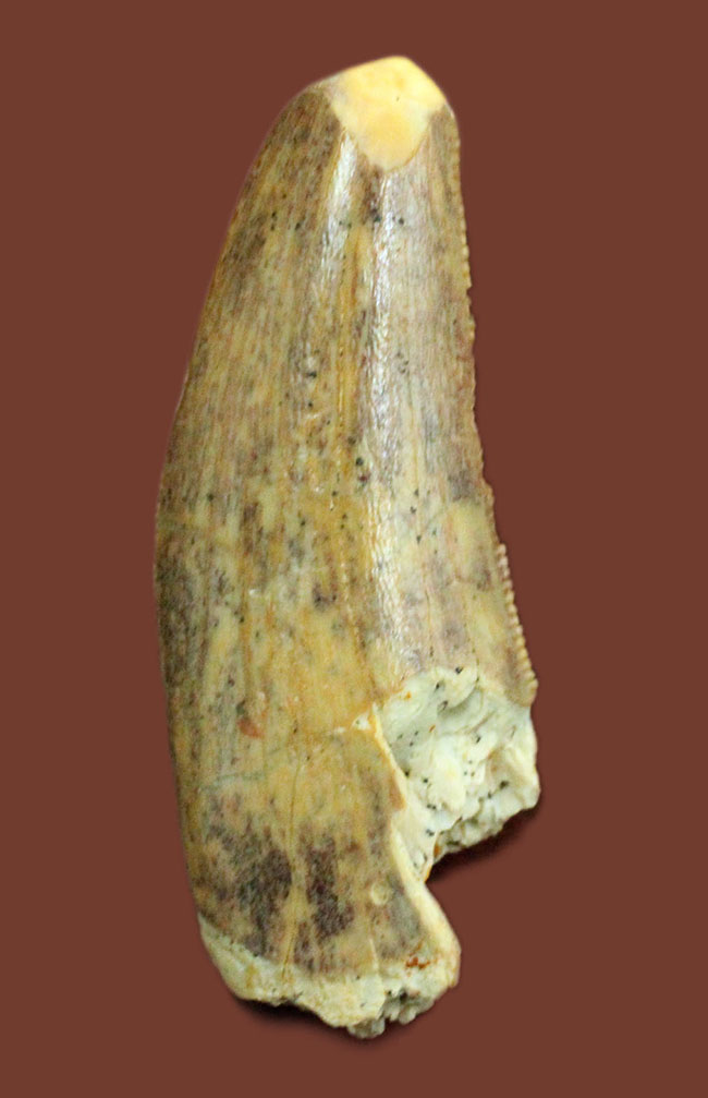偉大なる脇役、アフリカの肉食恐竜デルタドロメウスの歯（Deltadromeus sp.）の化石（その2）