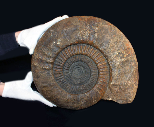 スタンド置きが可能なギリギリのサイズ！直径３５センチ、８キロ超えの堂々たる標本！ドイツ産ジュラ紀のアンモナイトの化石（Ammonite）（その2）