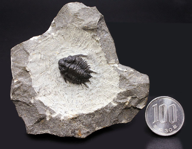 トゲトゲで奇々怪々なリカス目の三葉虫のなかでもとりわけ希少なロボピゲ（Lobopyge sp.）の化石（その7）
