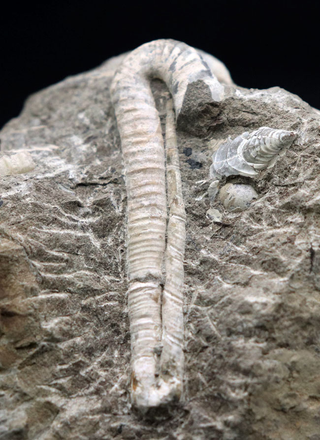 １８０度ターンが保存！北海道産の白亜紀の異常巻アンモナイト、ポリプチコセラスの化石（その1）