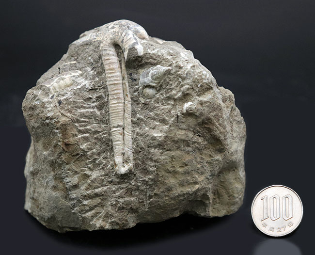 １８０度ターンが保存！北海道産の白亜紀の異常巻アンモナイト、ポリプチコセラスの化石（その10）