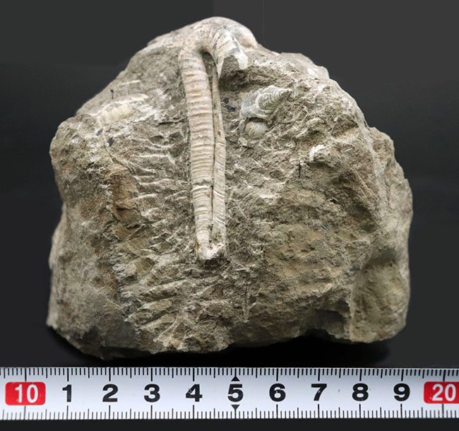 １８０度ターンが保存！北海道産の白亜紀の異常巻アンモナイト、ポリプチコセラスの化石（その9）