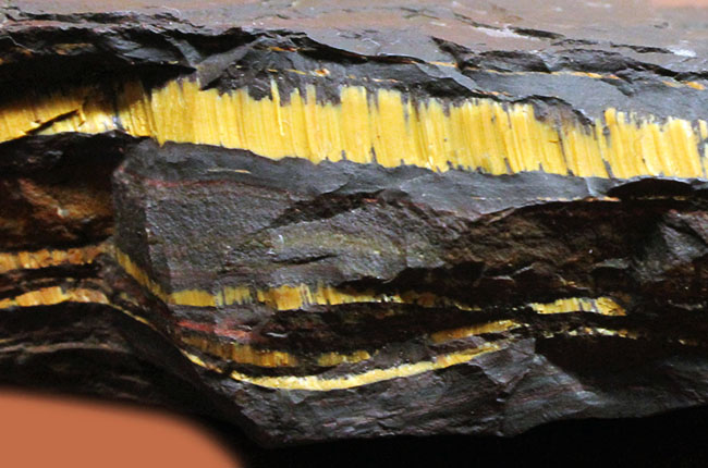 ベリーベリーレア！極めて古い３５億年前の黄金に光るストロマトライト（Stromatolite）（その3）