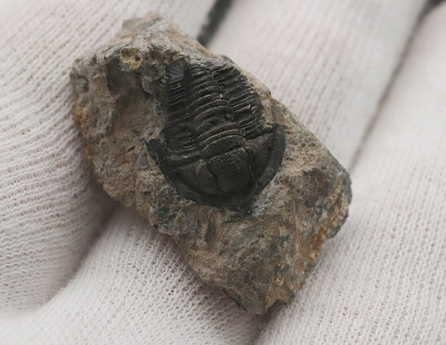先端のシャベルのような突起が特徴的、古生代デボン紀の小型三葉虫、ディアデマプロエタス（Diademaproetus praecursor）の化石（その4）