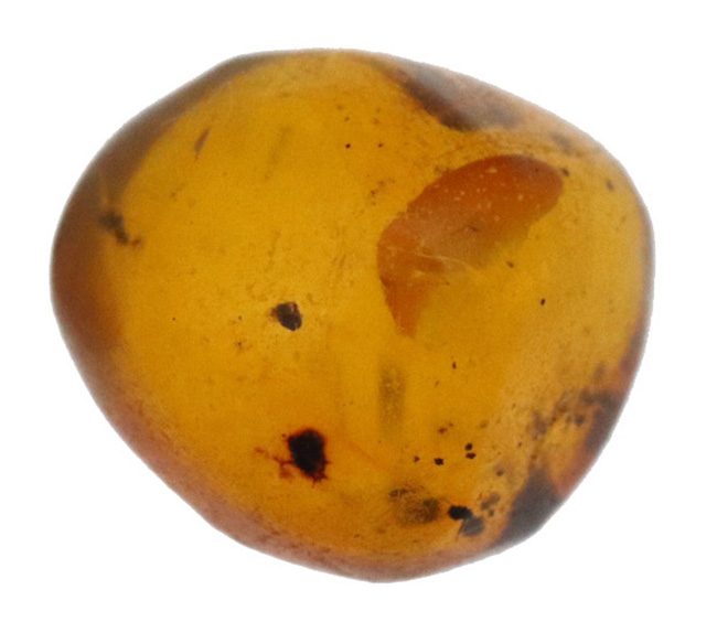 小さな粒に大きなロマン！古代の虫を内包したドミニカ産の琥珀（Amber）（その2）