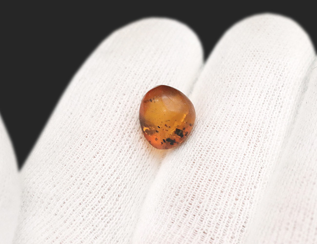 小さな粒に大きなロマン！古代の虫を内包したドミニカ産の琥珀（Amber）（その6）