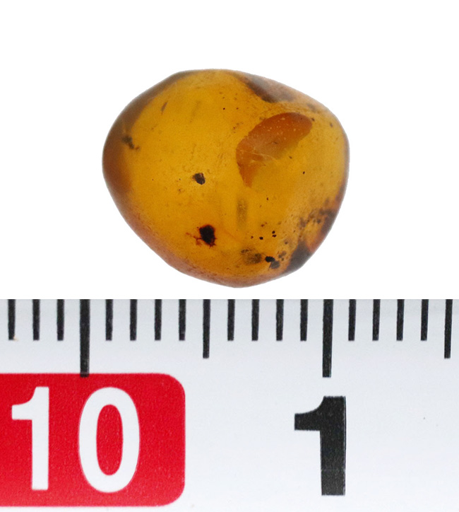 小さな粒に大きなロマン！古代の虫を内包したドミニカ産の琥珀（Amber）（その7）