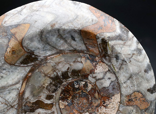 １５センチ級！古生代デボン紀に繁栄したアンモナイトの祖先、立派なゴニアタイト（Goniatite）の化石（その2）