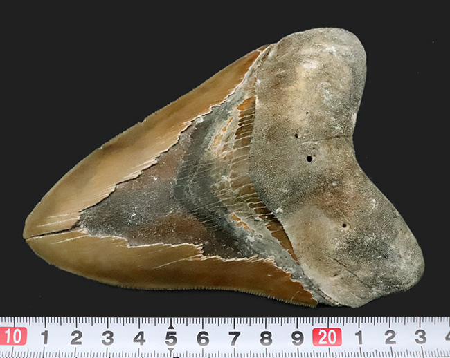 １００％ナチュラルであることが確認されている、こだわりのメガロドン（Carcharocles megalodon）の歯化石。サイズ、状態に加えて、他には見られない美しい色にご注目ください。（その11）