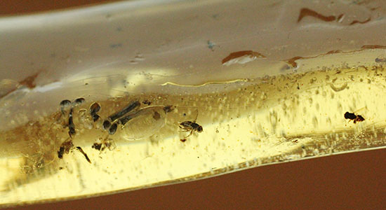 凄い迫力!他の虫の存在を消し去る、巨大なクモ入りコーパル。マダガスカル産。(その11)