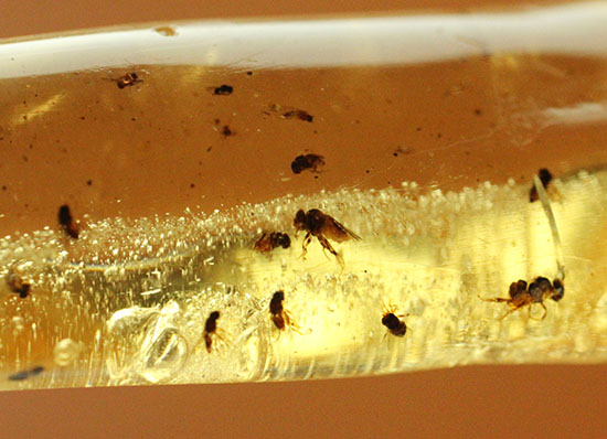 凄い迫力!他の虫の存在を消し去る、巨大なクモ入りコーパル。マダガスカル産。(その12)