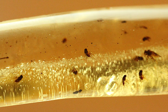 凄い迫力!他の虫の存在を消し去る、巨大なクモ入りコーパル。マダガスカル産。(その13)