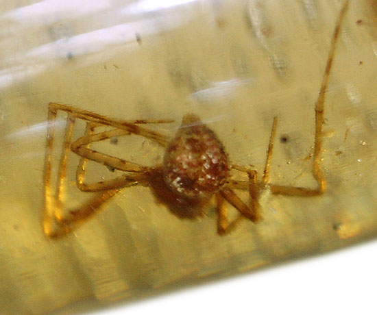 凄い迫力!他の虫の存在を消し去る、巨大なクモ入りコーパル。マダガスカル産。(その14)