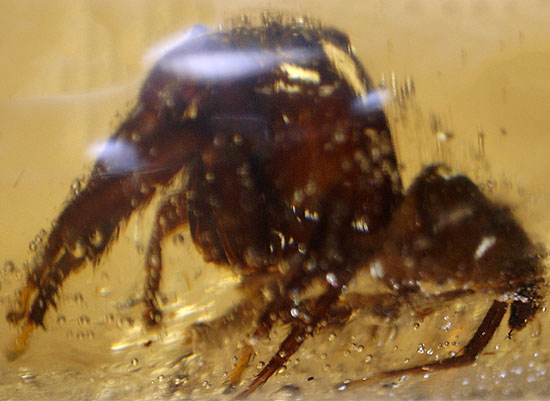 凄い迫力!他の虫の存在を消し去る、巨大なクモ入りコーパル。マダガスカル産。(その15)