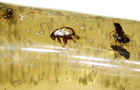 凄い迫力!他の虫の存在を消し去る、巨大なクモ入りコーパル。マダガスカル産。(その16)