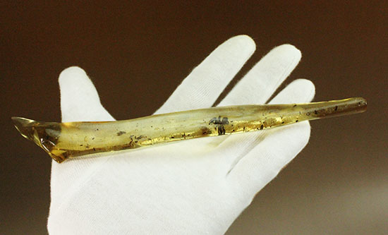 凄い迫力!他の虫の存在を消し去る、巨大なクモ入りコーパル。マダガスカル産。(その4)