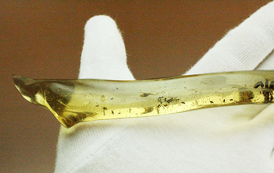 凄い迫力!他の虫の存在を消し去る、巨大なクモ入りコーパル。マダガスカル産。(その5)
