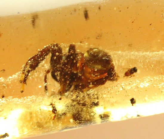 凄い迫力!他の虫の存在を消し去る、巨大なクモ入りコーパル。マダガスカル産。(その7)